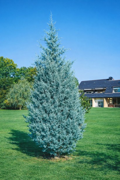 Cupressus Glauca